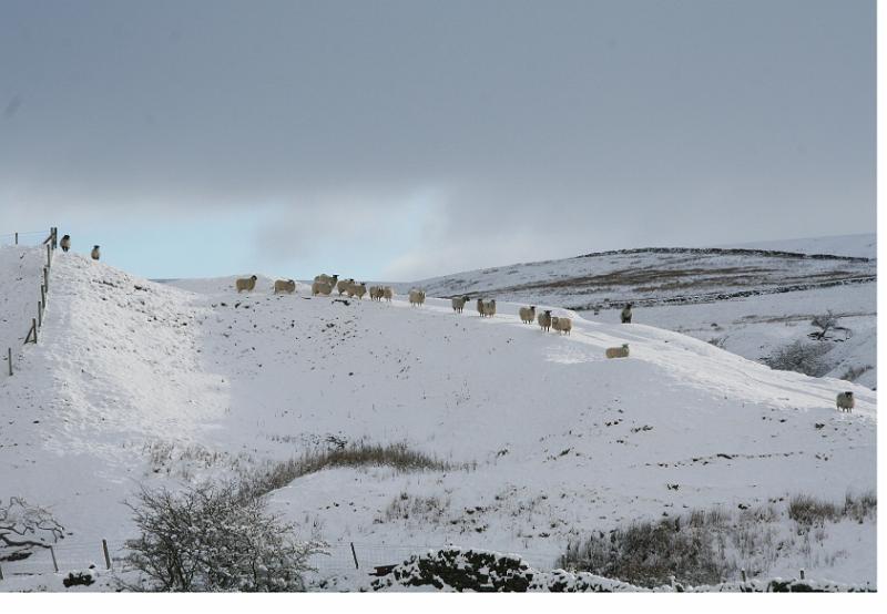 Flock 1.jpg - "Sheep in the Snow"   - by Nita Dewar. Looking across Long Preston Beck valley - Easter 2008